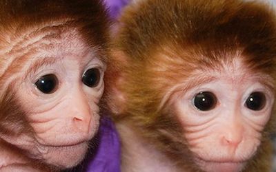 L’inquietudine della clonazione